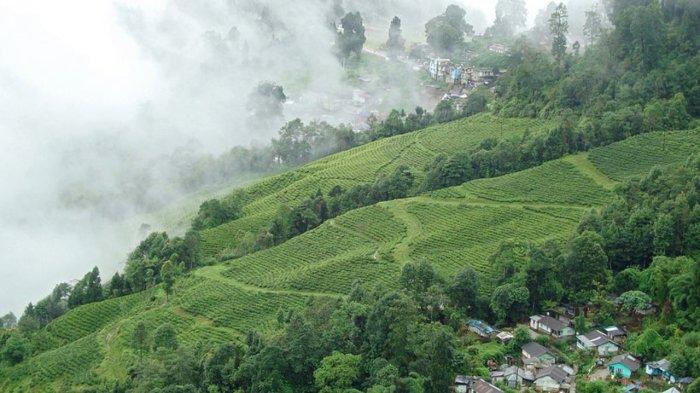Kabut di kebun teh di Darjeeling.
