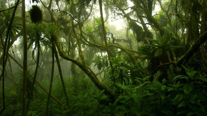 Kongo Forest