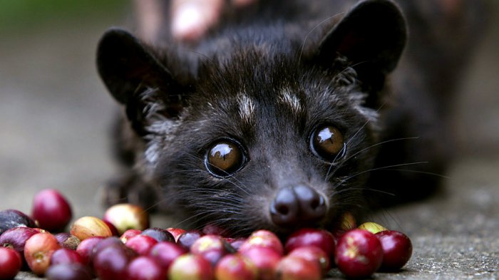 Kopi Luwak