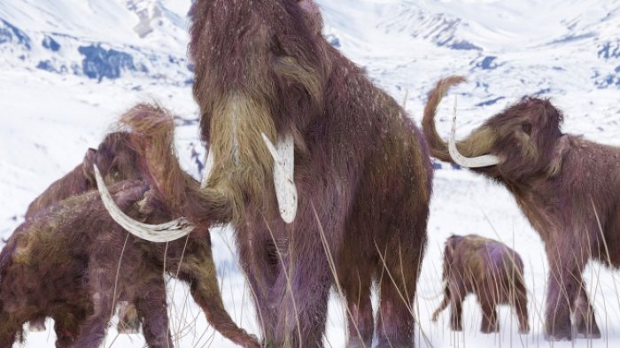 Beberapa ekor mammoth masih hidup, pada masa piramida Mesir sedang dibangun.