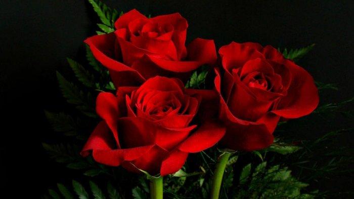 Bunga mawar merah menjadi favorit