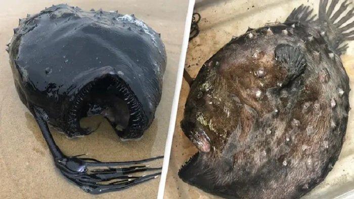 Pacific Football Fish, ikan aneh terdampar di pantai California