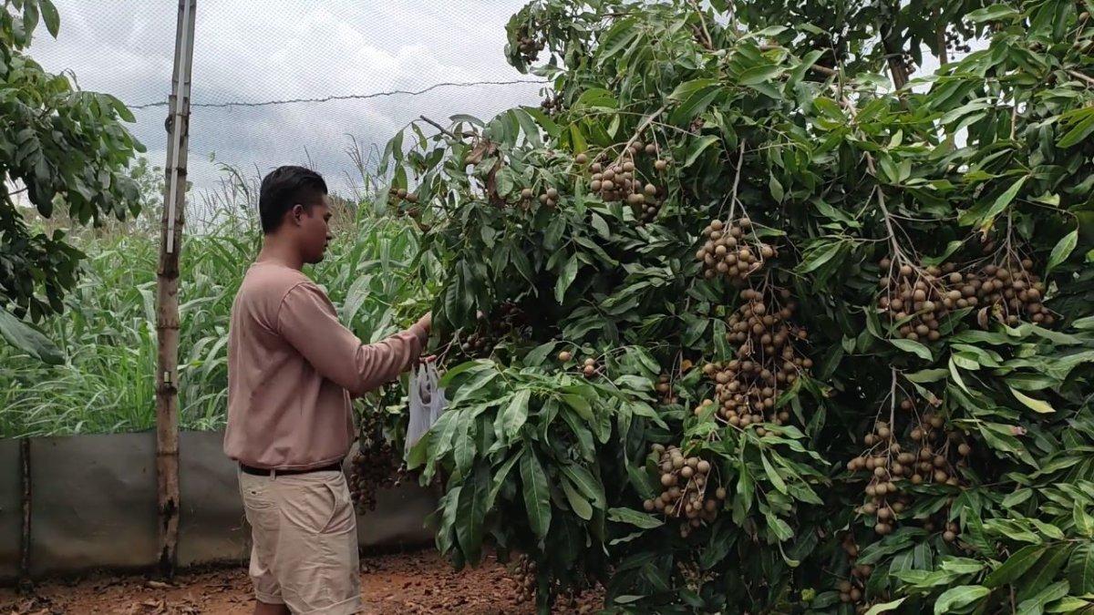 Pengunjung Agrowisata Petik Klengkeng, tempat wisata di Lamongan yang dekat dengan tempat makan dan tempat sewa mobil.