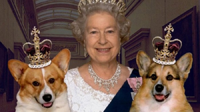 Tak Hanya Anak dan Cucunya, Anjing Ratu Elizabeth II pun Dapat Perlakuan Spesial di Kerajaan - Tribun Travel