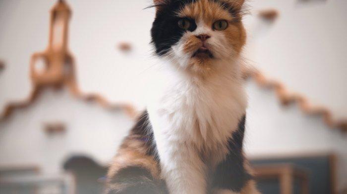 Kucing di Pawpaw Cafe