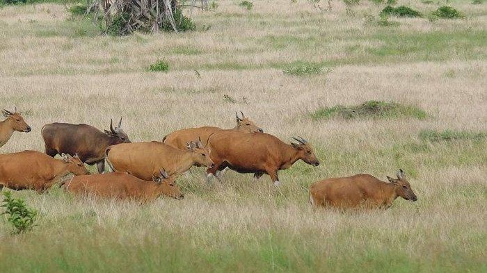 Savana Sadengan, tempat wisata di Taman Nasional Alas Purwo.