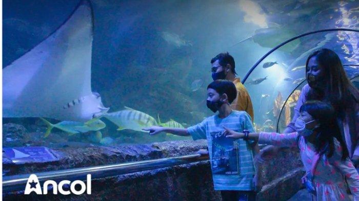 Sea World Ancol menghadirkan promo tiket masuk di masa libur Natal dan Tahun Baru 2023 mulai Rp 140 ribu per orang.