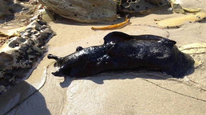 Siput laut hitam California