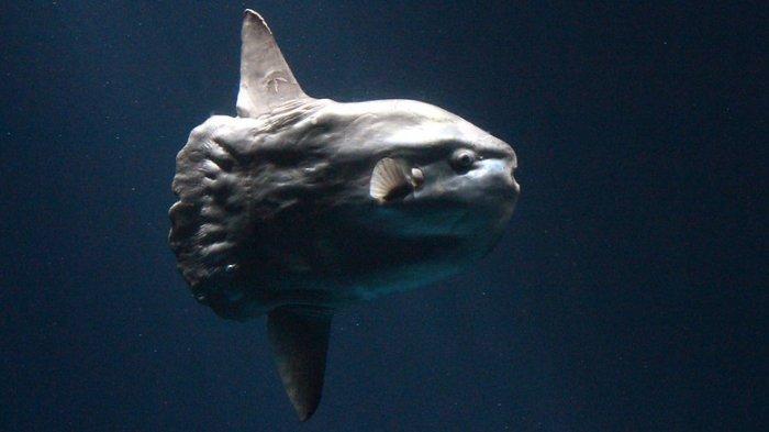 Ikan mola atau sunfish.