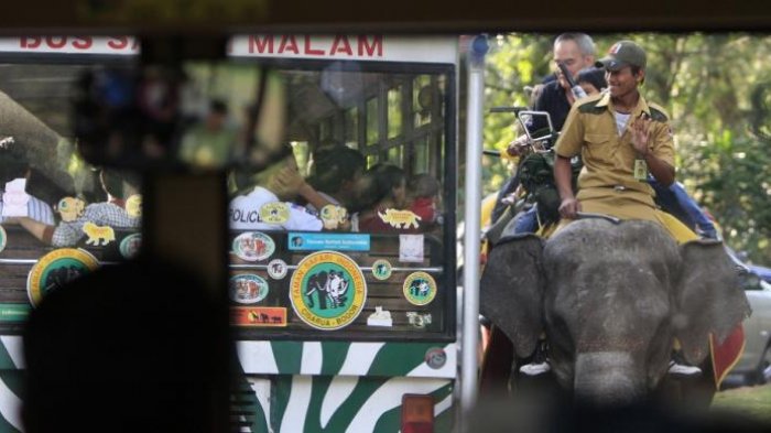 Pengunjung menggunakan bus khusus berpapasan dengan gajah saat melintasi kawasan Taman Safari Indonesia, Cisarua, Bogor, Jawa Barat, Senin (21/9/2009). Saat libur Lebaran, tempat wisata ini mengalami lonjakan pengunjung yang drastis. Jalur safari untuk melihat langsung hewan liar terlihat padat dibanding hari biasa.