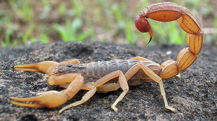 Kalajengking kuning Brasil (Tityus serrulatus)