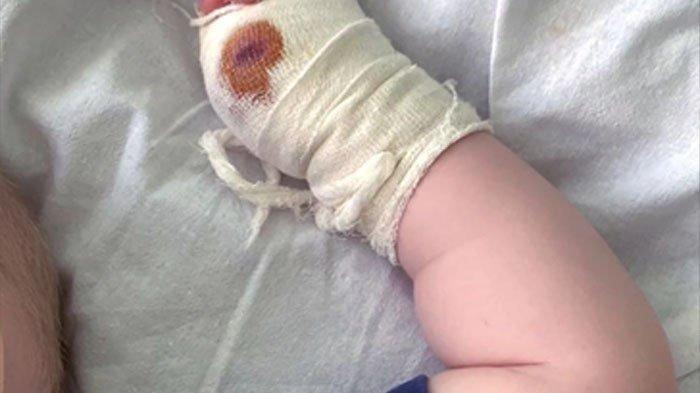 Seorang bayi jadi korban cakaran harimau di taman safari