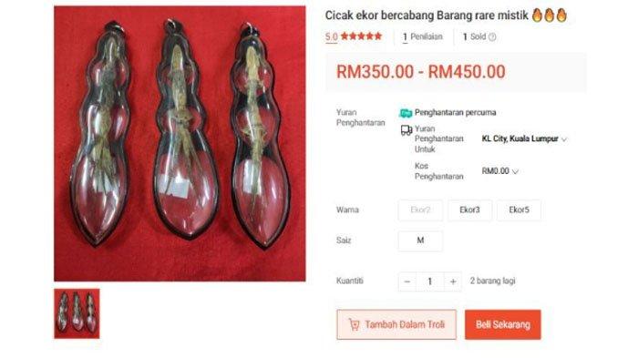 Viral bangkai cicak dijual Rp 1,4 juta, diklaim bisa bawa keberuntungan