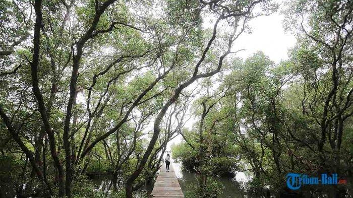 Objek Wisata Mangrove Denpasar Bali