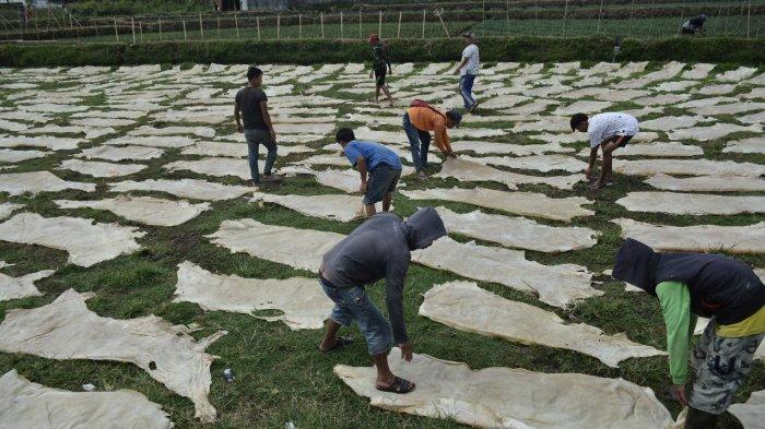 Sejumlah pekerja menjemur bahan baku kulit sebelum diolah menjadi produk kulit di kawasan Sukaregang, Kecamatan Garut Kota, Jumat (9/10). Selama pandemi, ribuan pekerja produk kulit terpaksa dirumahkan karena berkurangnya penjualan produk kulit.