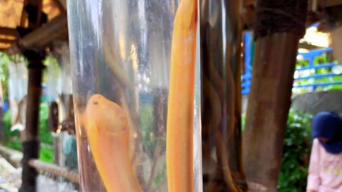 belut albino yang dijual di Jalan Rumah Sakit, Cinambo, Kota Bandung