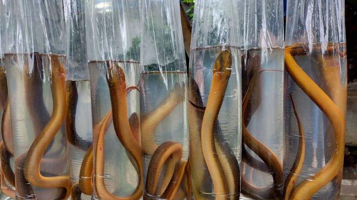 Belut-belut yang dijual di Jalan Rumah Sakit, Cinambo, Kota Bandung