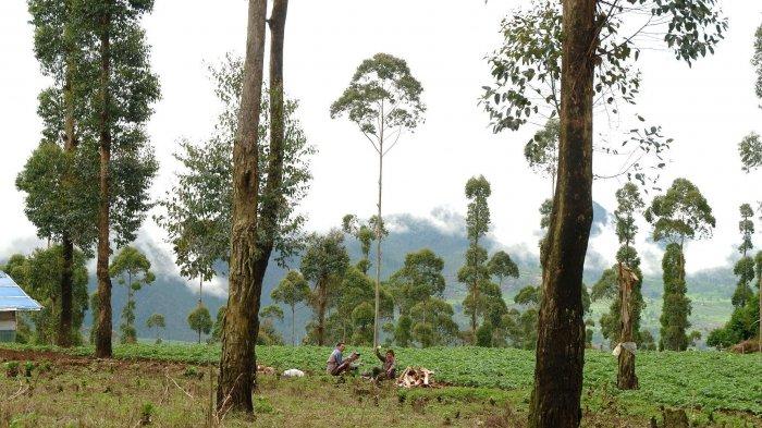 Desa Neglawangi, Kecamatan Kertasari, Kabupaten Bandung