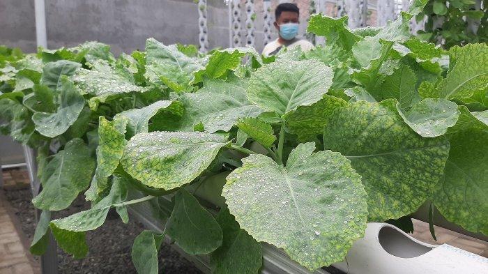 Di Griya Hidroponik Cirebon Pengunjung Bisa Memanen Sendiri Sayuran dan Berswafoto dalam Rumah Hijau - TribunJabar Travel