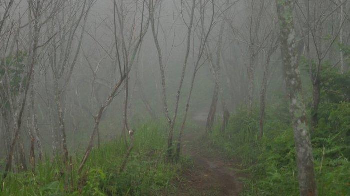 Hutan Mati Malabar di Desa Mekarjaya, Kecamatan Arjasari atau sebelah timur objek wisata Gunung Puntang.