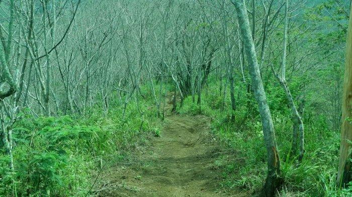 Hutan Mati di Desa Mekarjaya, Kecamatan Arjasari atau sebelah timur objek wisata Gunung Puntang.