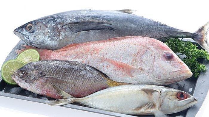 ilustrasi ikan nila
