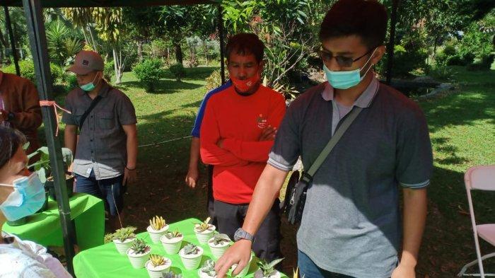 Kaktus Sukulen Lembang