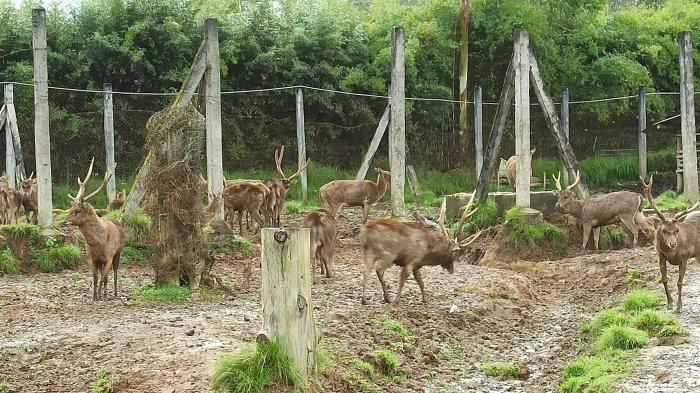 Wisata memberi makan rusa di Kampung Cai Rancaupas, Kabupaten Bandung