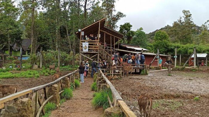 Wisata memberi makan rusa di Kampung Cai Rancaupas, Kabupaten Bandung