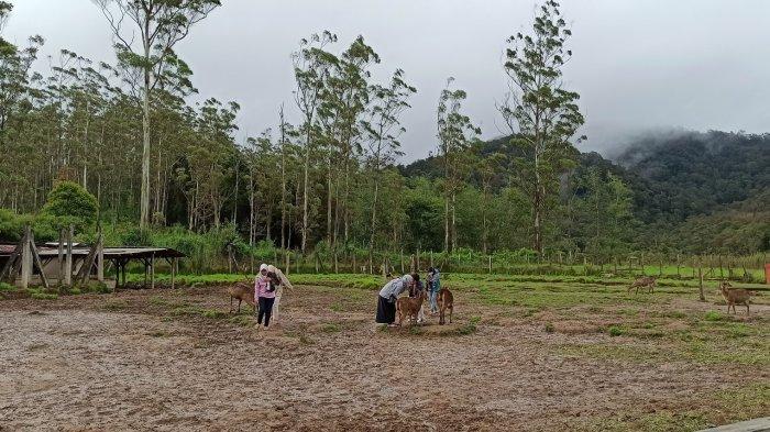 Wisata memberi makan rusa di Kampung Cai Rancaupas, Kabupaten Bandung
