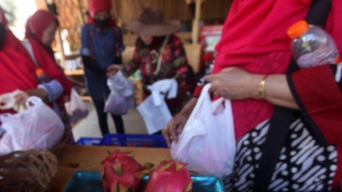 Membeli buah naga di Kebun Buah Naga Poernama, Kampung Jamban Sari, Desa Bayongbong, Kecamatan Bayongbong, Kabupaten Garut