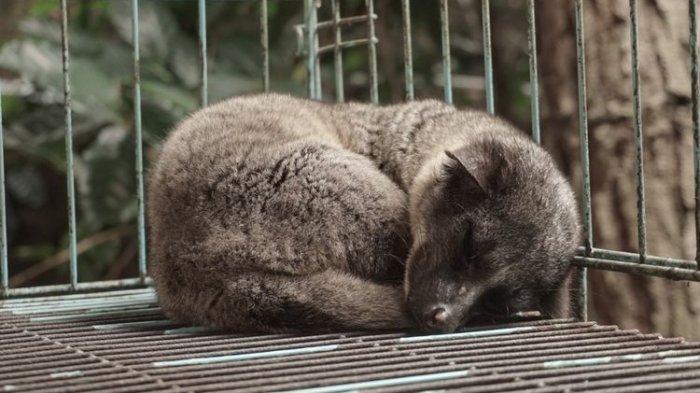 luwak tidur di kandang Kopi Luwak Cikole