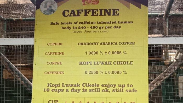 Kopi Luwak Cikole