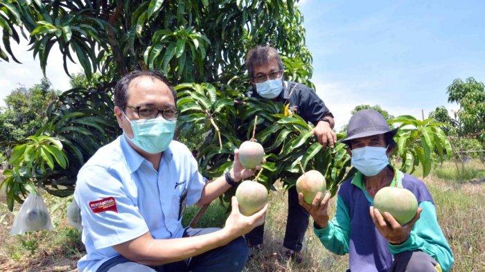 Suasana panen mangga agrimania di kebun seluas 4,5 hektar di Perumahan Pertamina Bumi Patra, Kabupaten Indramayu, Minggu (15/11/2020). Meski harga mangga agrimania ini tergolong mahal, buah yang jadi primadona di Pantura Jabar ini rupanya banyak penggemar.