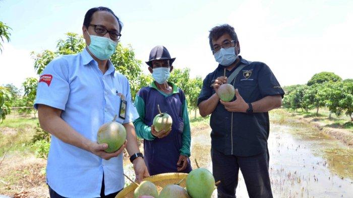 Suasana panen mangga agrimania di kebun seluas 4,5 hektar di Perumahan Pertamina Bumi Patra, Kabupaten Indramayu, Minggu (15/11). Meski harga mangga agrimania ini tergolong mahal, buah yang jadi primadona di Pantura Jabar ini rupanya banyak penggemar.