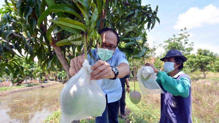 Panen mangga Agrimania