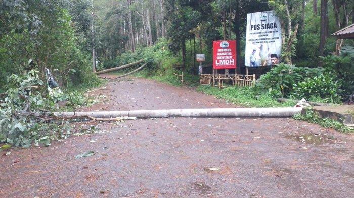 poohon tumbang melintang di jalan menuju Orchid Forest, Cikole