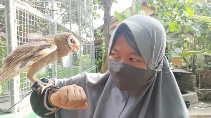 Penangkaran burung hantu oleh Kelompok Tani Sejahtera di Desa/Kecamatan Juntinyuat, Kabupaten Indramayu