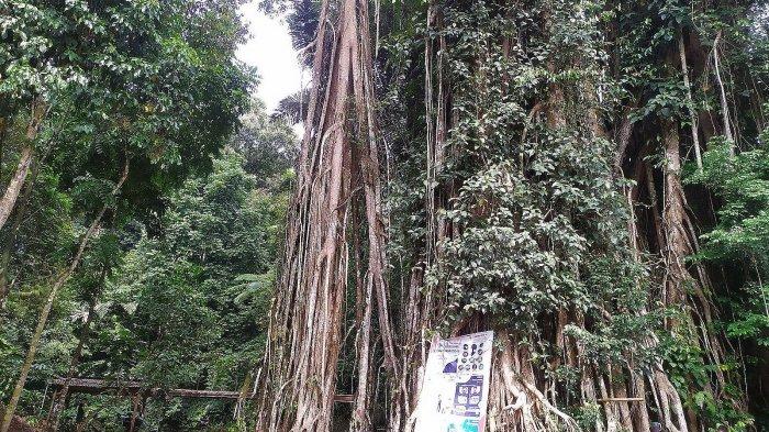 pohon karet munding berusia 150 tahun lebih di Sendang Geulis Kahuripan