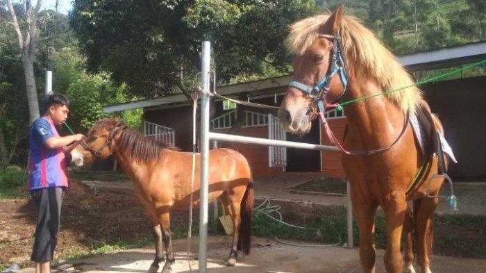 Al Fatih Stable di Jalan Raya Tangkuban Parahu, Kecamatan Lembang, Kabupaten Bandung Barat