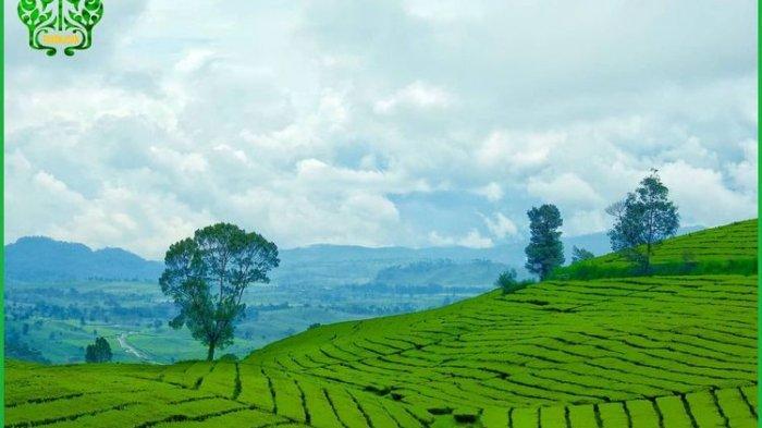 hamparan kebun teh di Wayang Windu Panenjoan, Pangalengan, Kabupaten Bandung