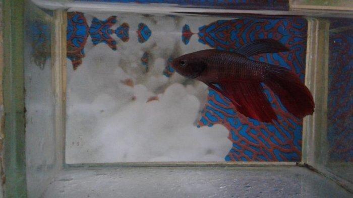 ikan cupang dalam akuarium