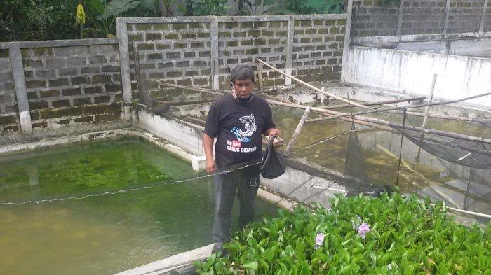 Budi daya ikan gabus di Dusun Sukadana RT 03, RW 03, Desa Cigayam, Kecamatan Banjaranyar, Ciamis.