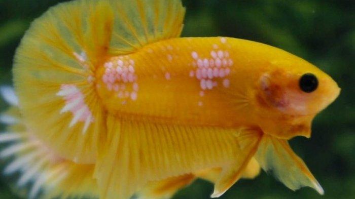 Cupang yellow fancy
