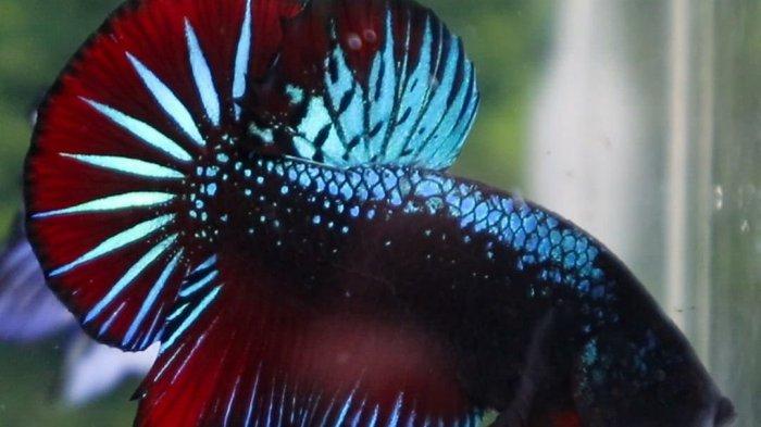 cupang halfmoon blue black