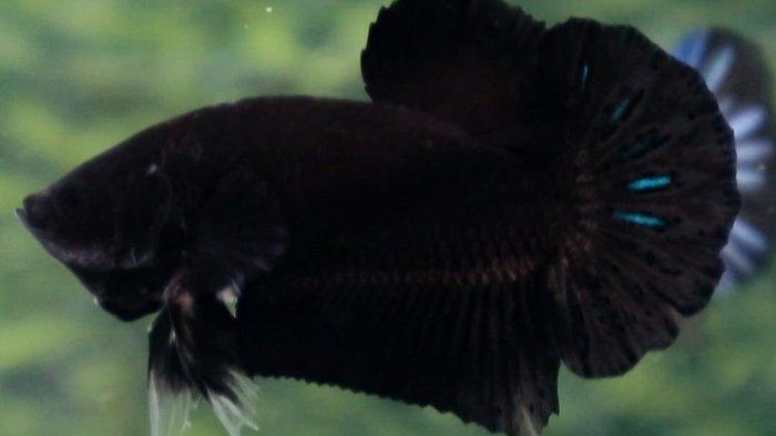 Cupang black