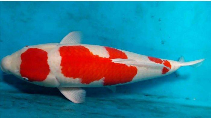 Ikan koi