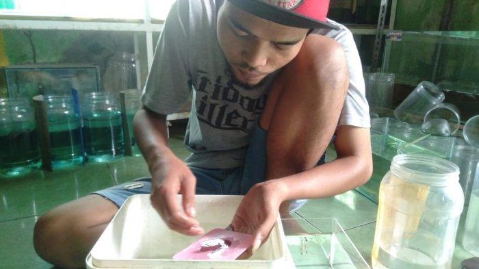 Dicky Muwardi sedang merawat cupang di Gudang Cupang, Kecamatan Pasawahan, Kabupaten Purwakarta.