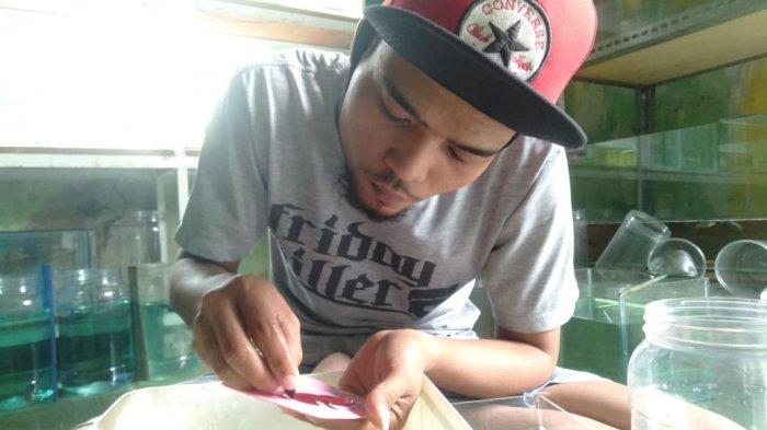 Dicky Muwardi sedang merawat cupang di Gudang Cupang, Kecamatan Pasawahan, Kabupaten Purwakarta.