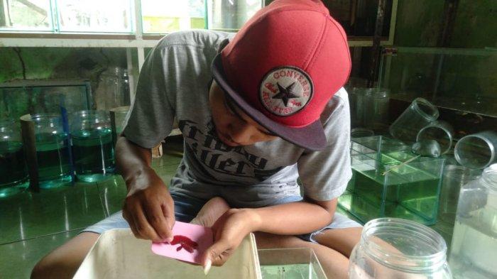 Dicky Muwardi sedangmerawat cupang di Gudang Cupang, Purwakarta